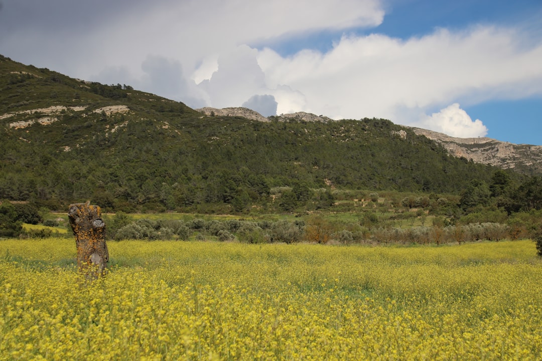 Grecka oliwa z oliwek - historia, produkcja i zastosowanie
